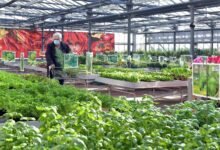 sustainable growth in e commerce