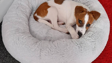 How to Choose the Perfect Dog Bed for Your Pet's Comfort